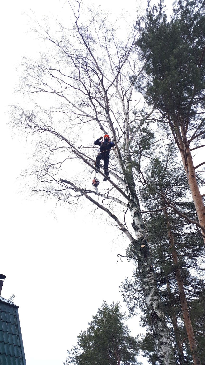 Спил деревьев! Агаш кесемиз.