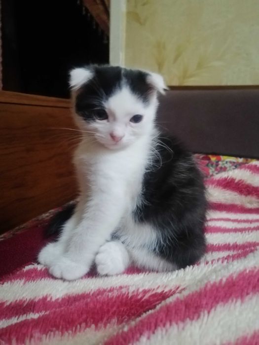 Шиншилла зотли мушукчалари сотилади