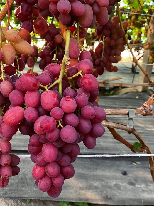 Vita de vie soiul jack Salute