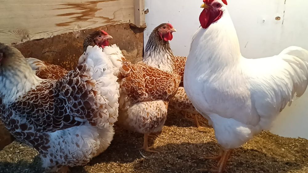 Ищете эффектных и продуктивных куры  для своего хозяйства?
Предлагаем