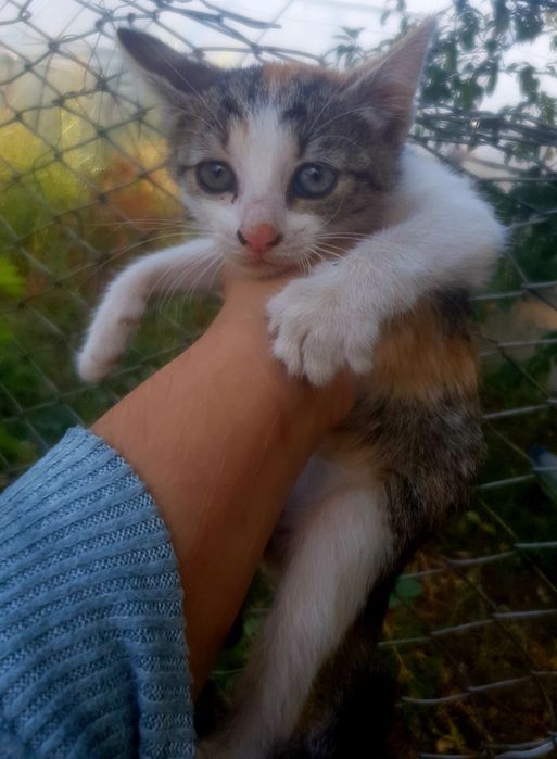 2 pisoiași isi cauta o căsuța noua