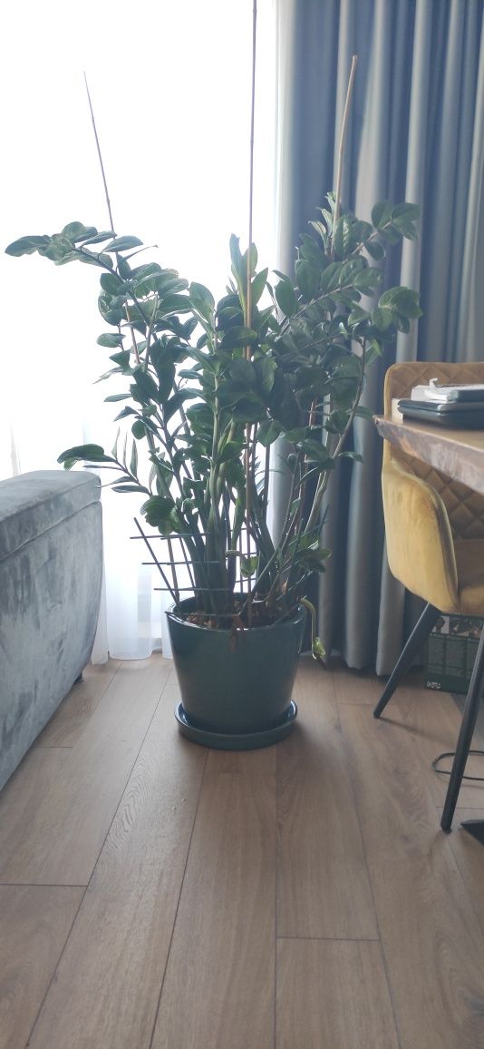 Замиокулкас (Zamioculcas loddigesii) дървото на желанията