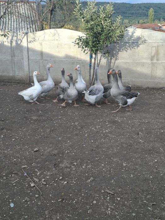 Gâște de vânzare!