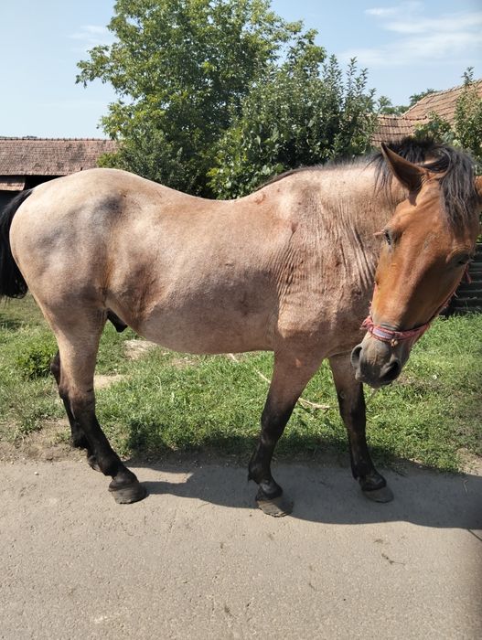 Vând cal garantat la ham ai blând