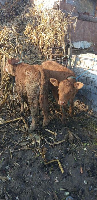 De vânzare vaca de 4 ani cu 2 viței tăurasi