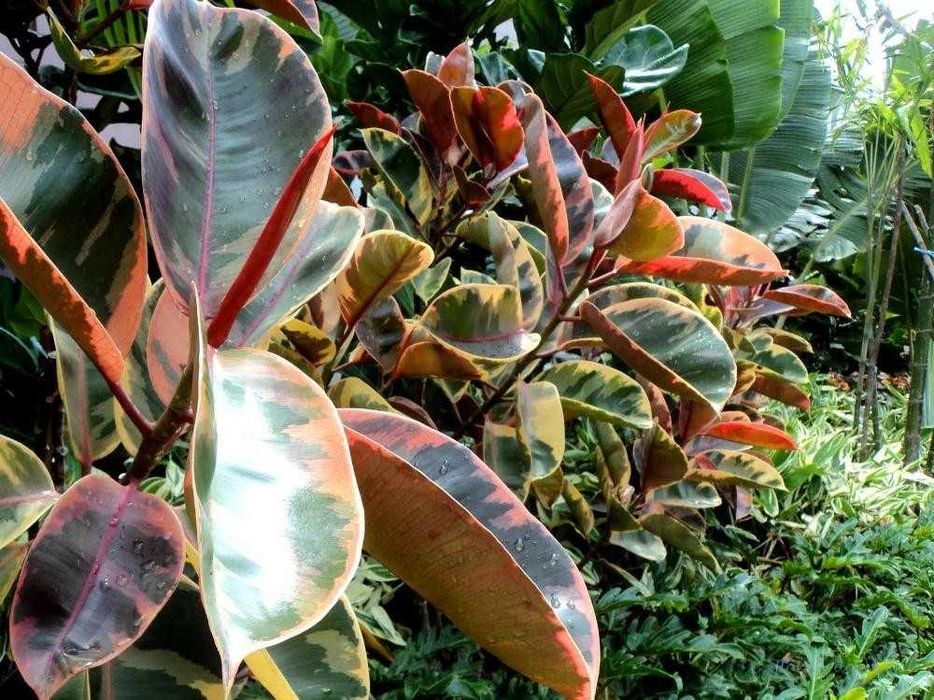 Фикус каучуконосный (эластика) и Гортензия крупнолистная.