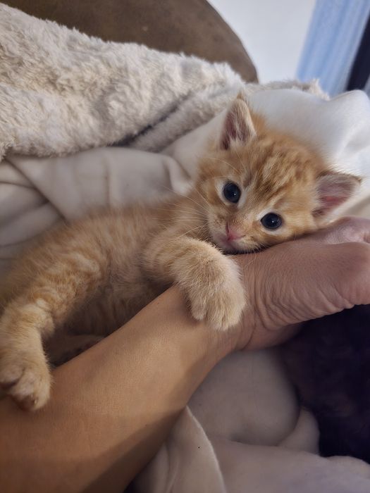 Pisicuțe pentru adoptie. Calypso cel portocaliu este baiat si Rumba