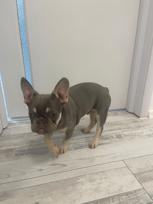 Френски булдог лилак тан