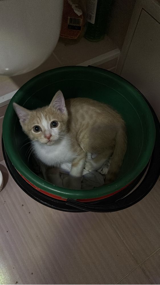 Котенок рыжий в добрые руки