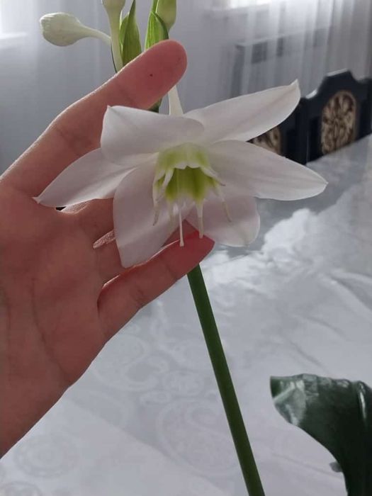 Комнатное растение Эухарис