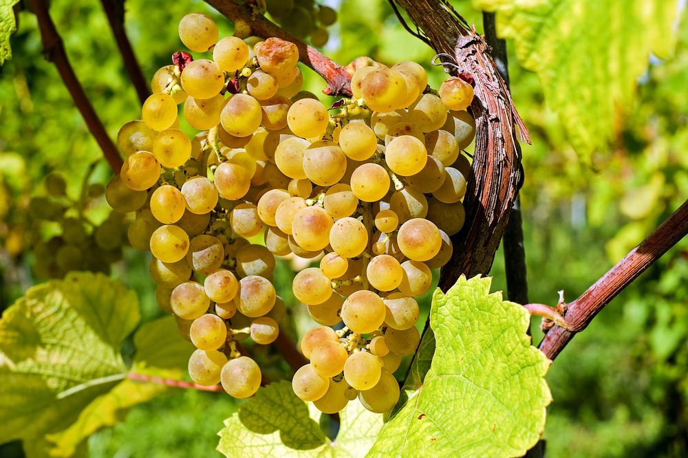 Struguri pentru vin,din recoltă 2025