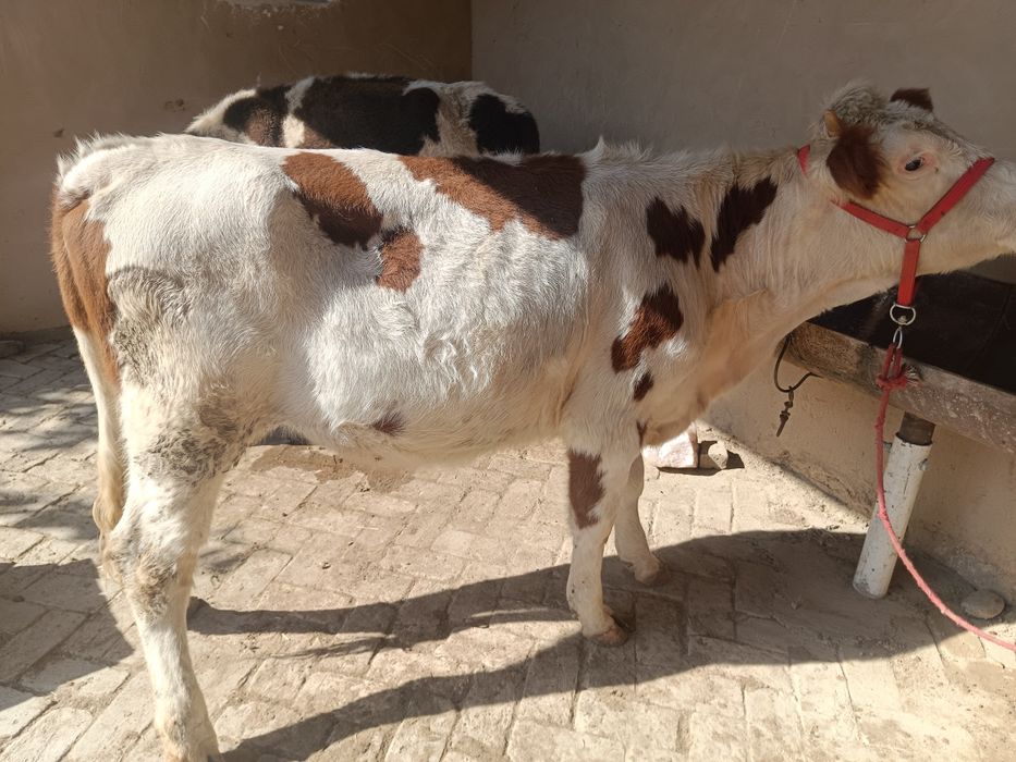 Smental Australia ginojin sotiladi 1 oylik bugoz