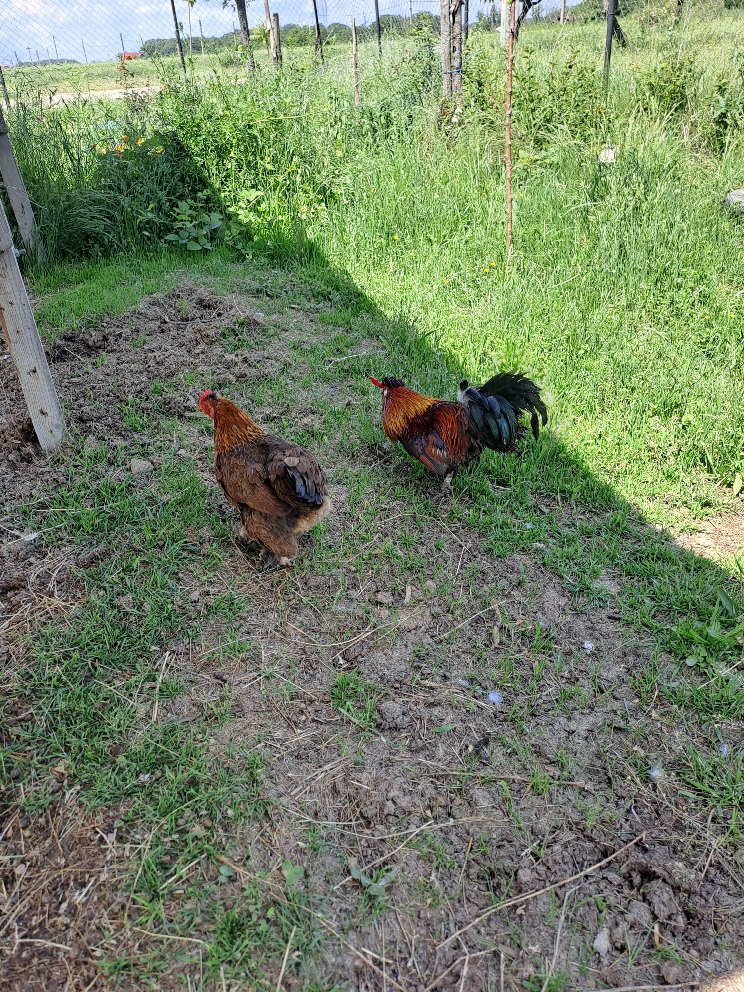 Gaini pitice pereche/gaini araucana pereche