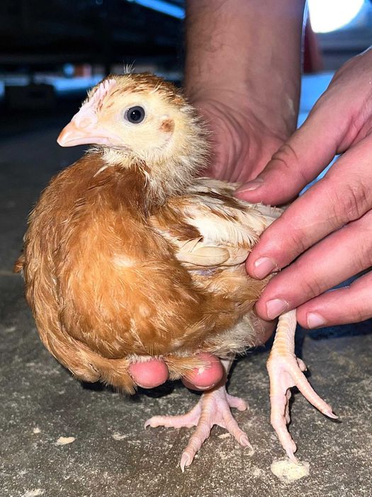 Puicuțe Lohmann Clasic – Performanță, Randament și Încredere