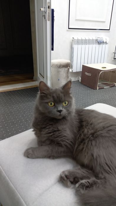 Продаются милые котята 1.5 месячные