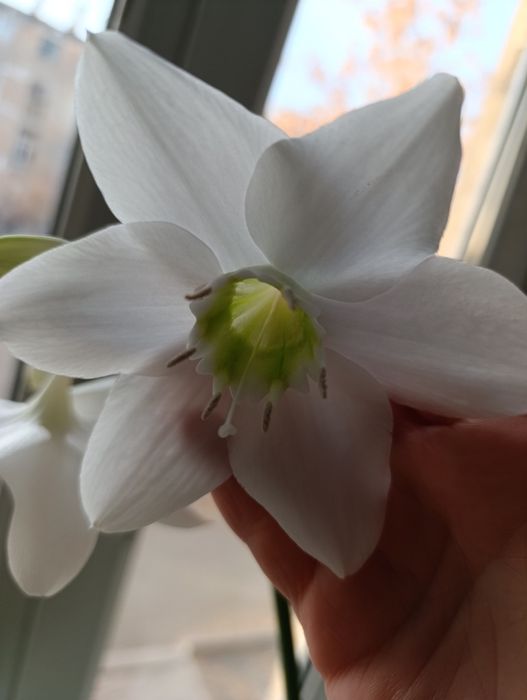 Эухарис , Амазонская лилия.