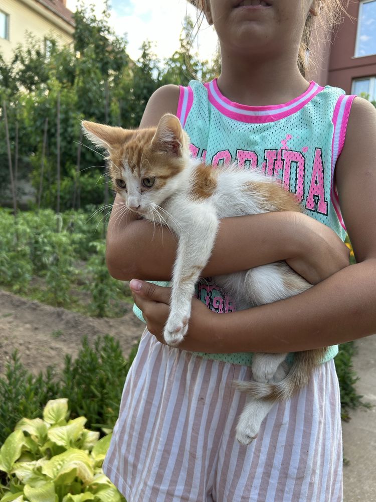 Подарявам малки мъжки котенца