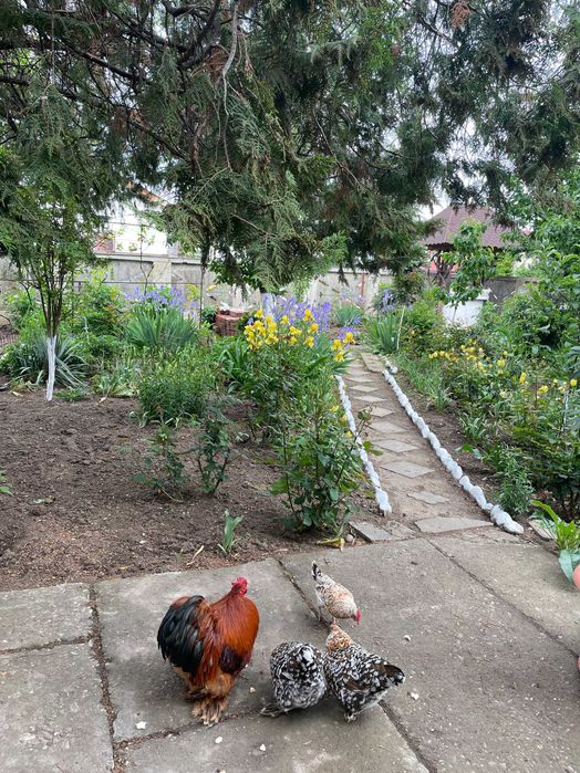 Vand Perechi 80 lei/ pereche Gaini-Cocosi