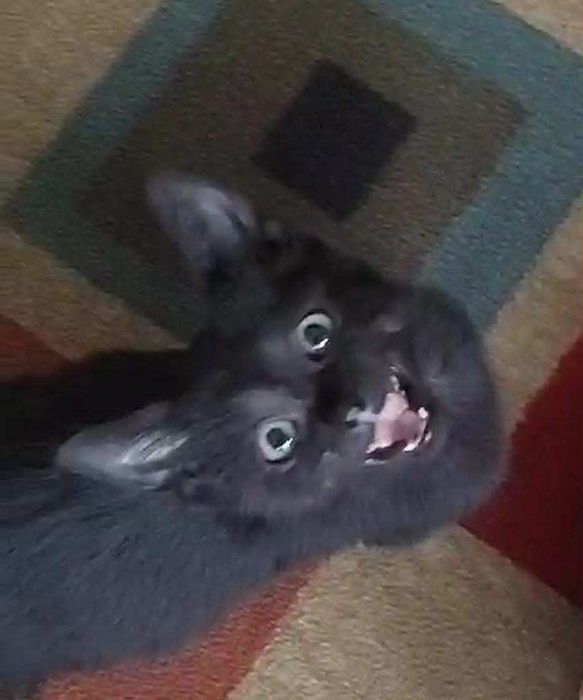 Подарявам черно коте