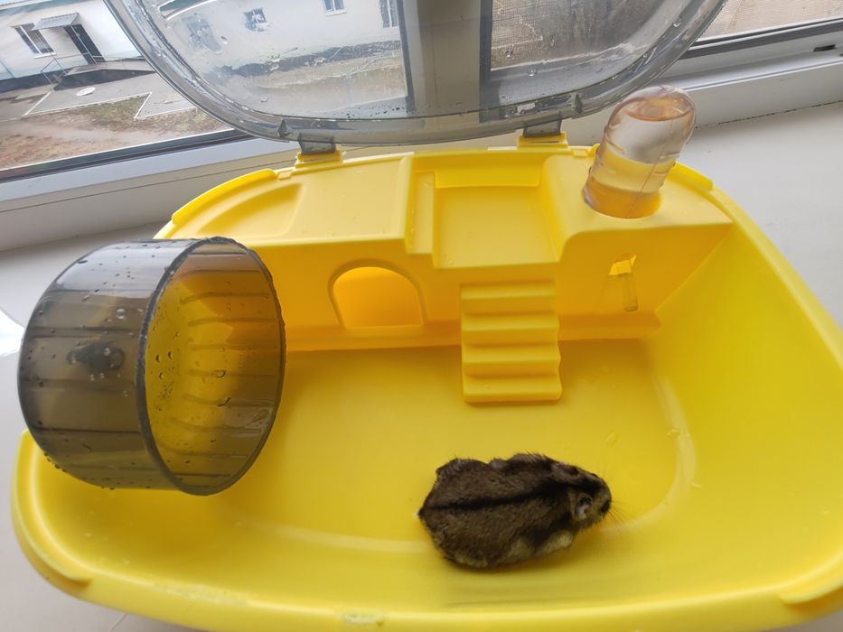 Продам хомяка с домиком