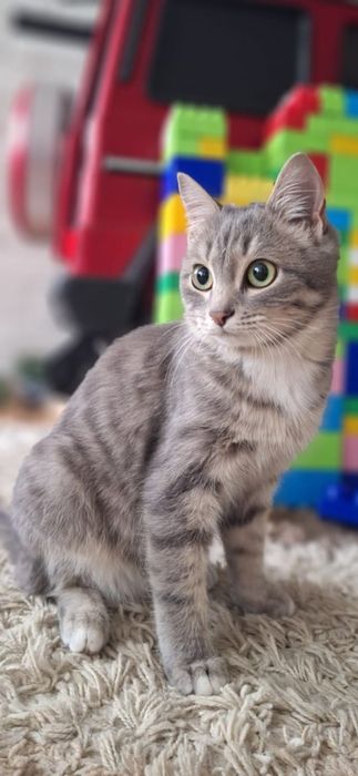 Бесплатно котик!