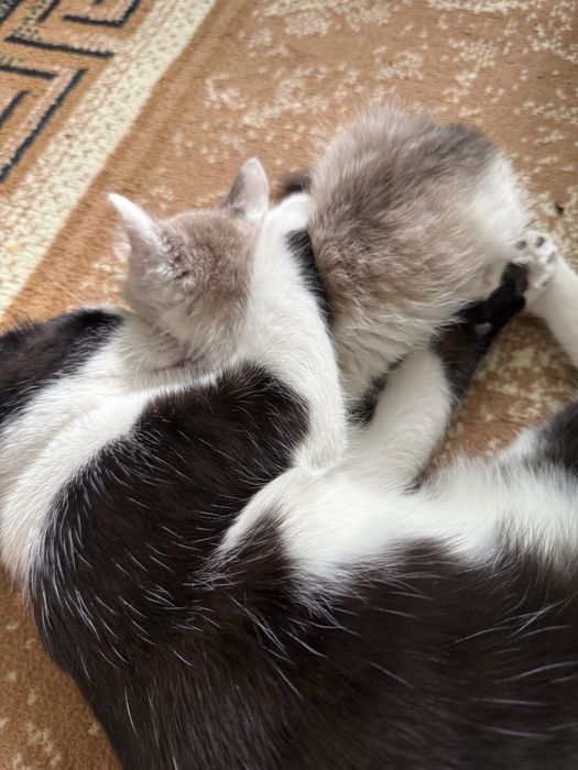 котята миленькие бесплатно заберите пожалуйста