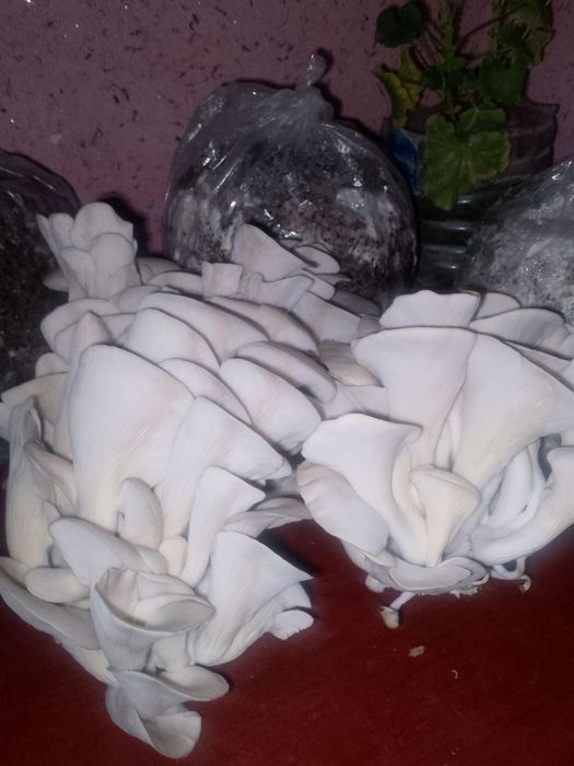 Veshinka Qoziqorin urugi orzon nrhda