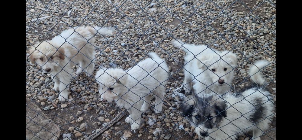 Donez cățeluși!!!