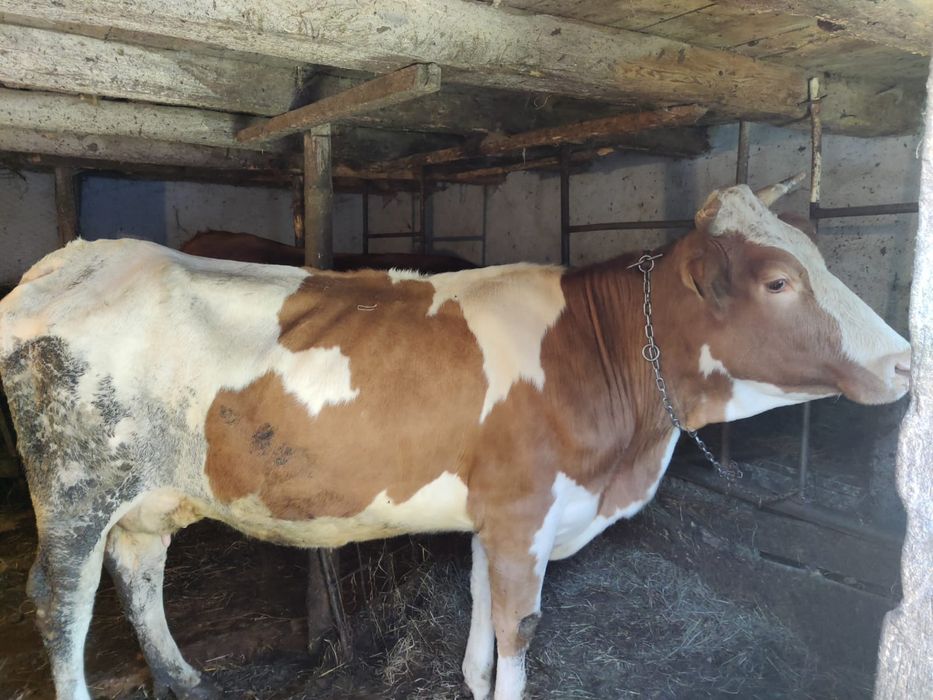 Vând vaca bălțată