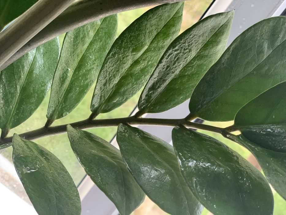 Замиокулькас Zamioculcas Отлично подойдёт как для офиса,так и для дома