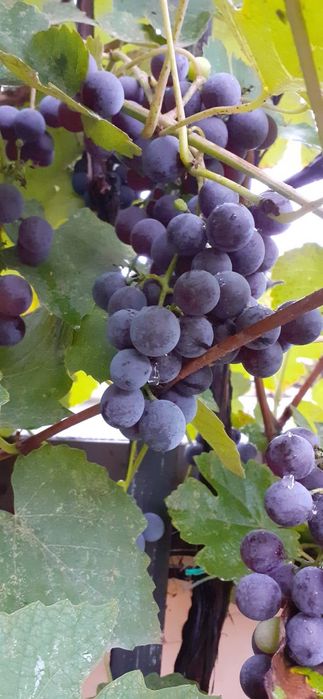 Struguri de vin nova