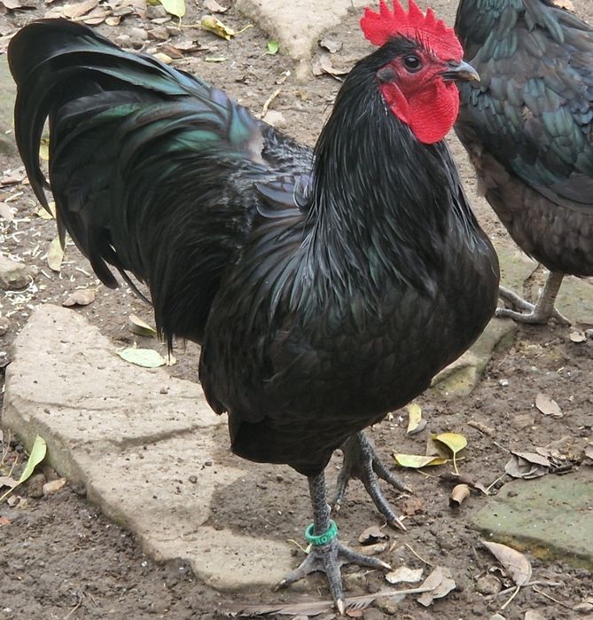 Cocoși Australop negru