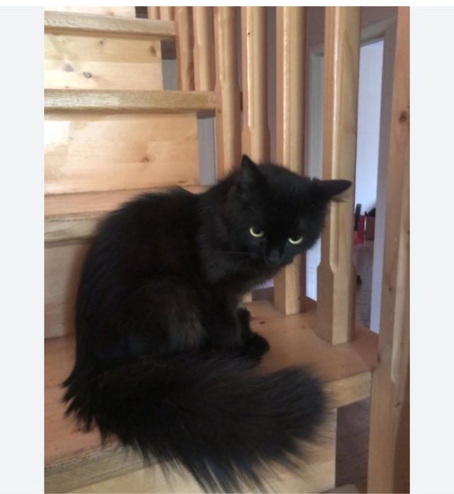 Коравой мехрибон кулларга хадияга