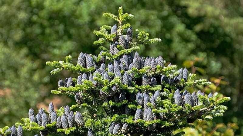 Brazi coreeni Premium- Abies koreana crescuti in ghiveci-70-90cm
