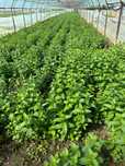 Vand Menta olandeza