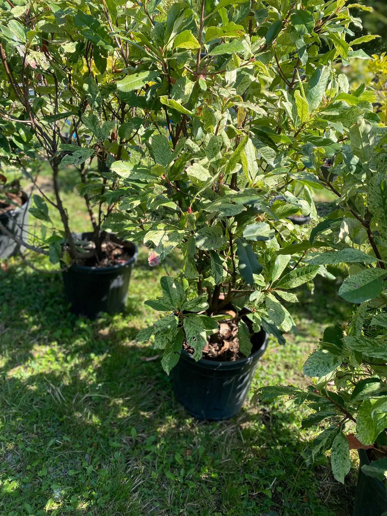 Selecție variată de plante ornamentale Transport gratuit în toată țara