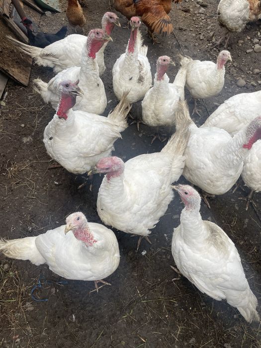 Vand curci mari de taiat