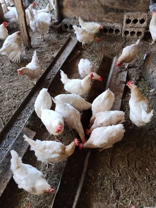 Несушка 90.000 ва Рангли товуклар 220.000 сотилади