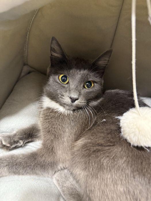 Отдам в добрые,надёжные руки кошечку