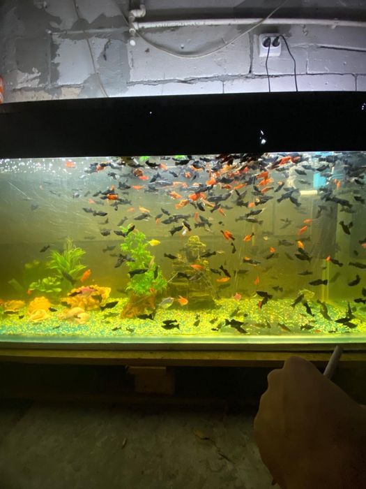 Pesti Xifori si Molly