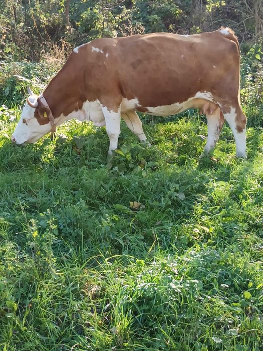 De vânzare vaca de 4 ani cu 2 viței tăurasi