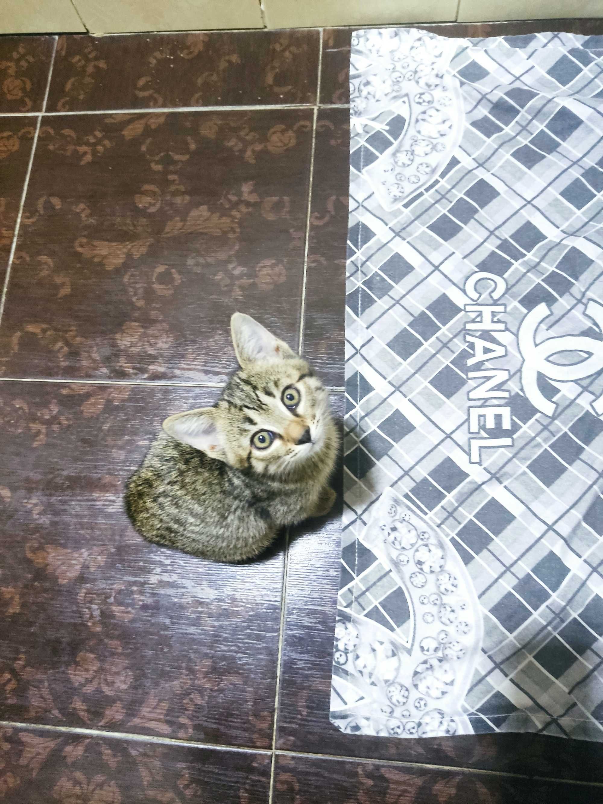 В добрые руки котята