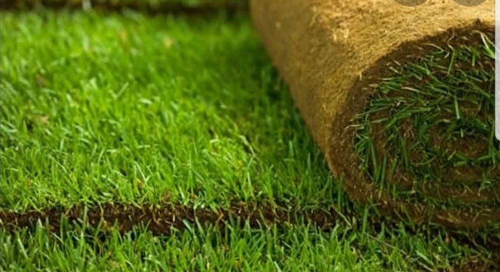 Gazon rulou Sport, Amnajam spații verzi, gazon etc