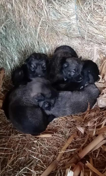 Donez cățea cu căței