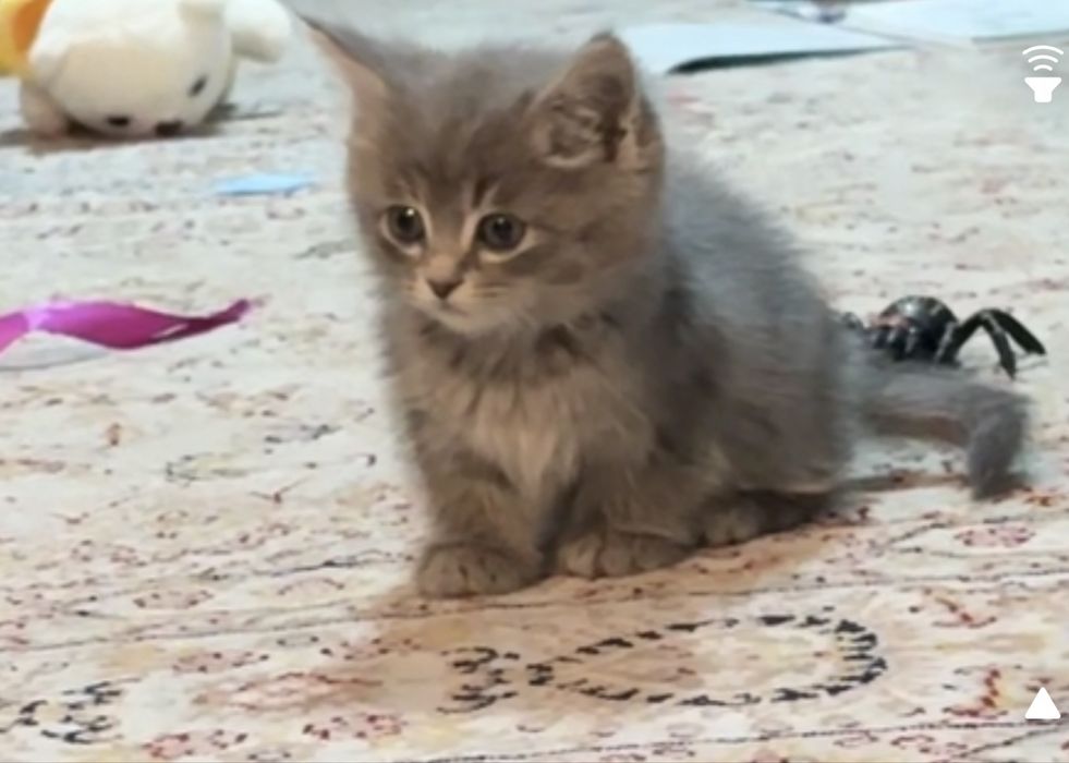 Отдам котенка в хорошие руки