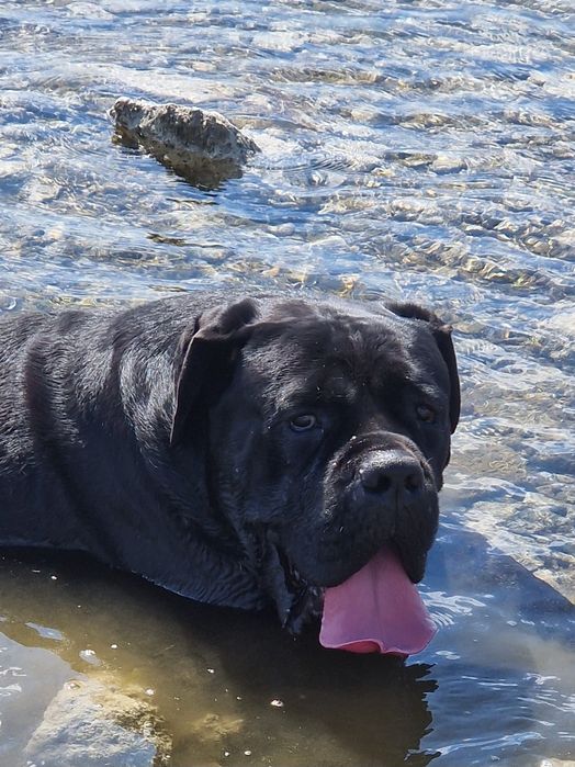 Cane Corso - mascul full black
