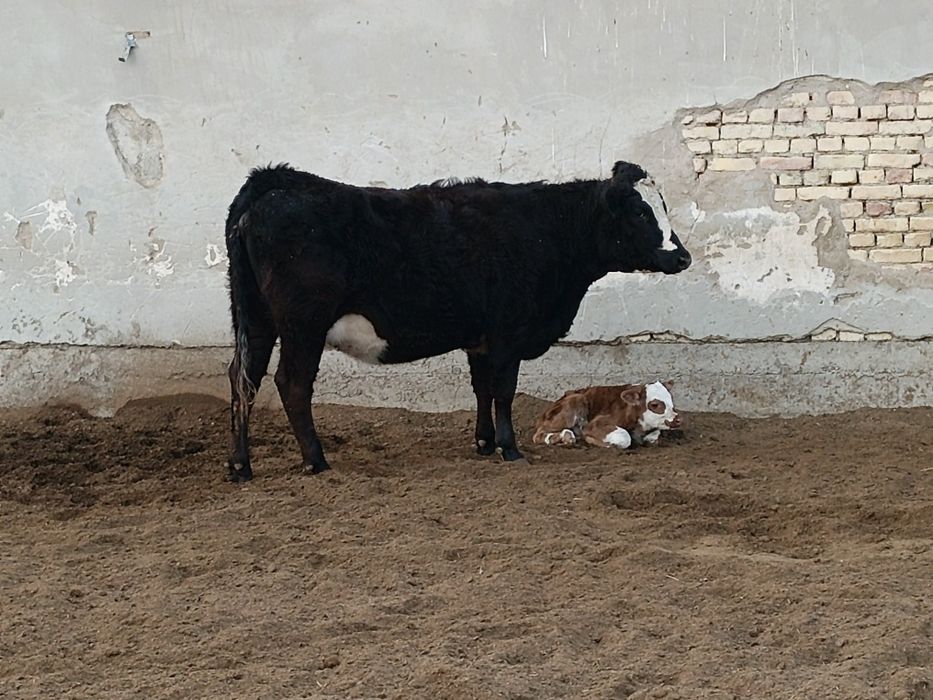 ангус гибрид сотилади