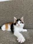 Piscuta maine coon ochi albastri