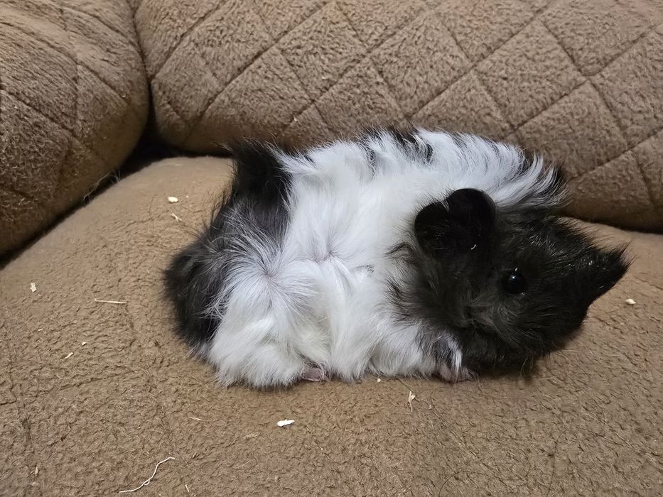 Porcusori de guineea