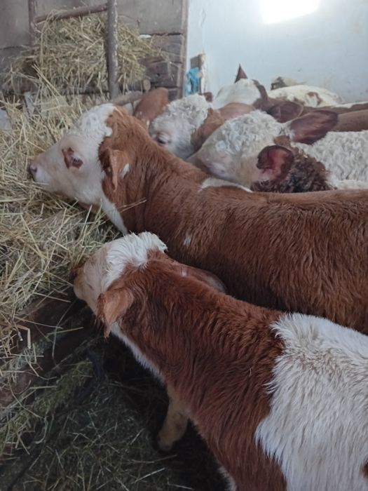 Taurasi și vitele baltati semiintarcati